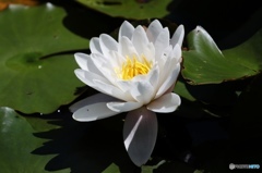 睡蓮