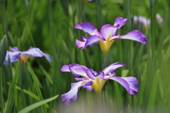 菖蒲 (6) 