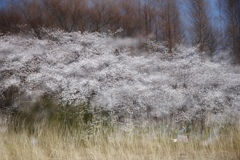 公園の桜