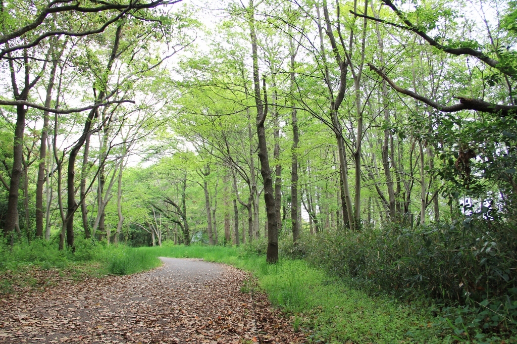 水元公園 