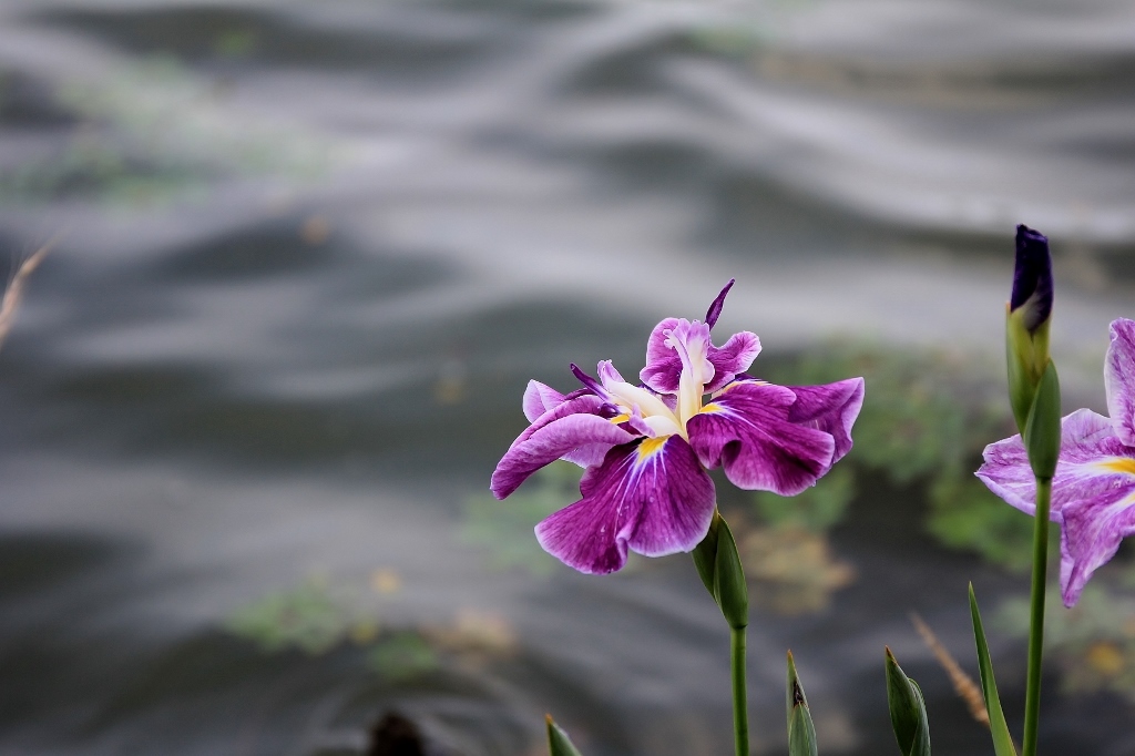 菖蒲 