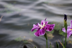 菖蒲 