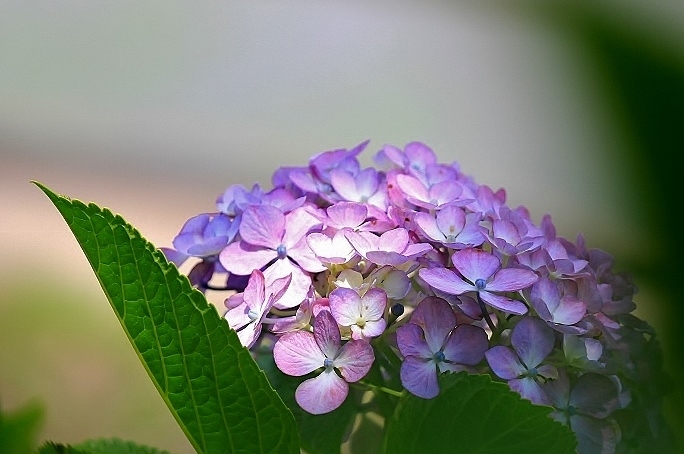紫陽花 ・2