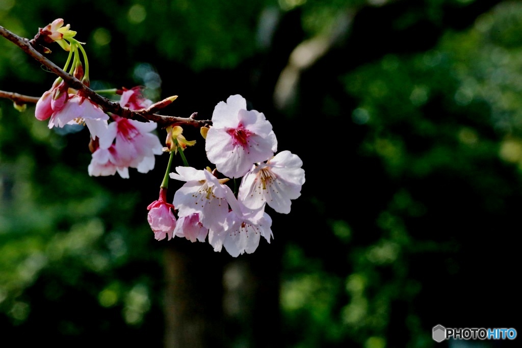 春（桜）