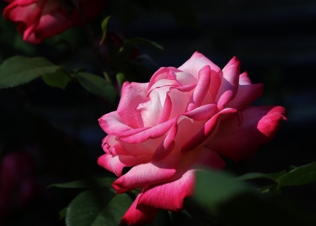 薔薇