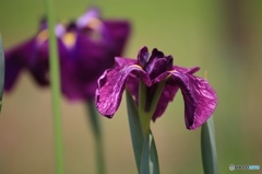 菖蒲 