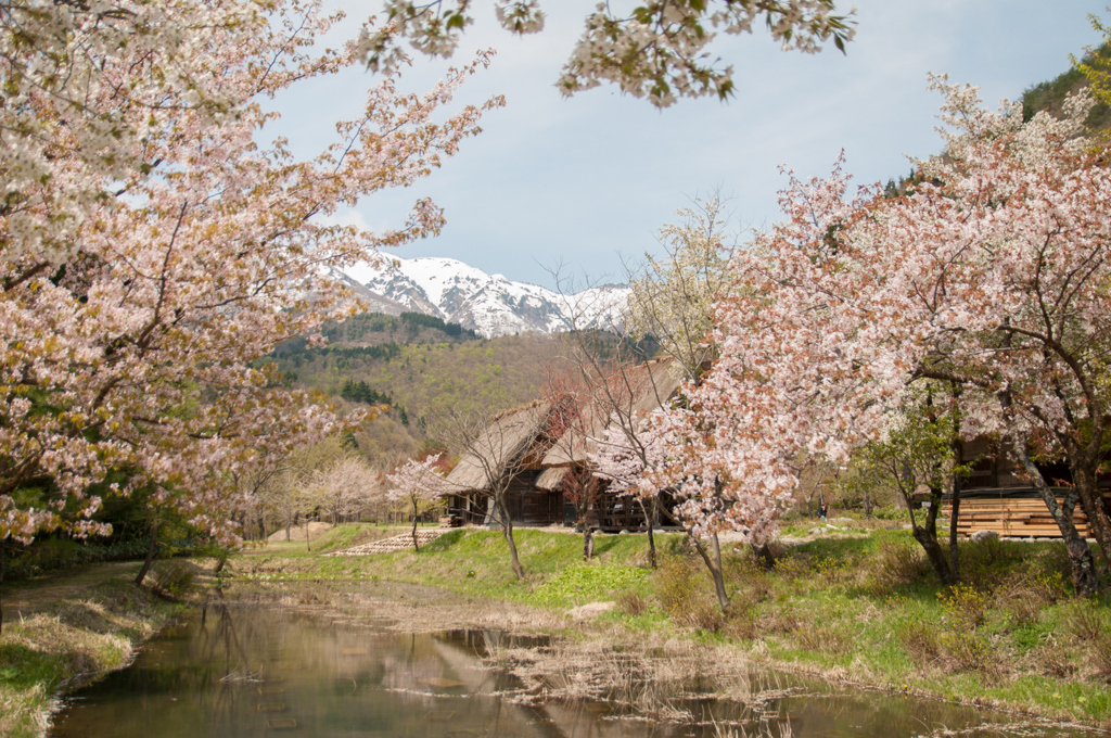 桜、雪、初夏