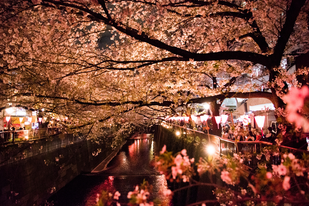 目黒に広がる桜