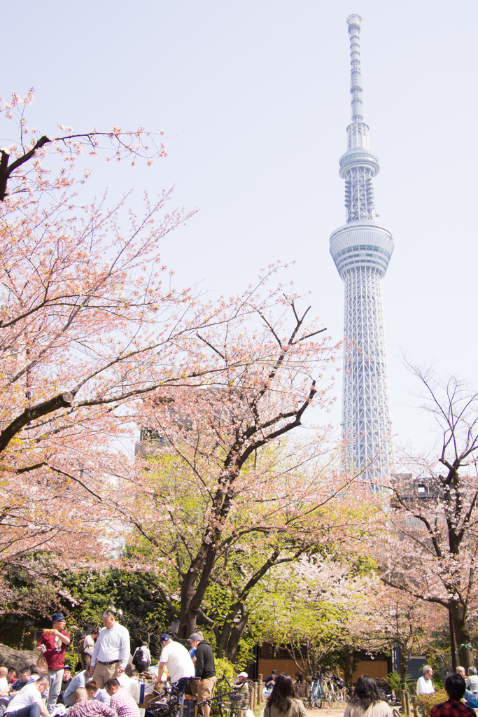 スカイツリーと散り際の桜