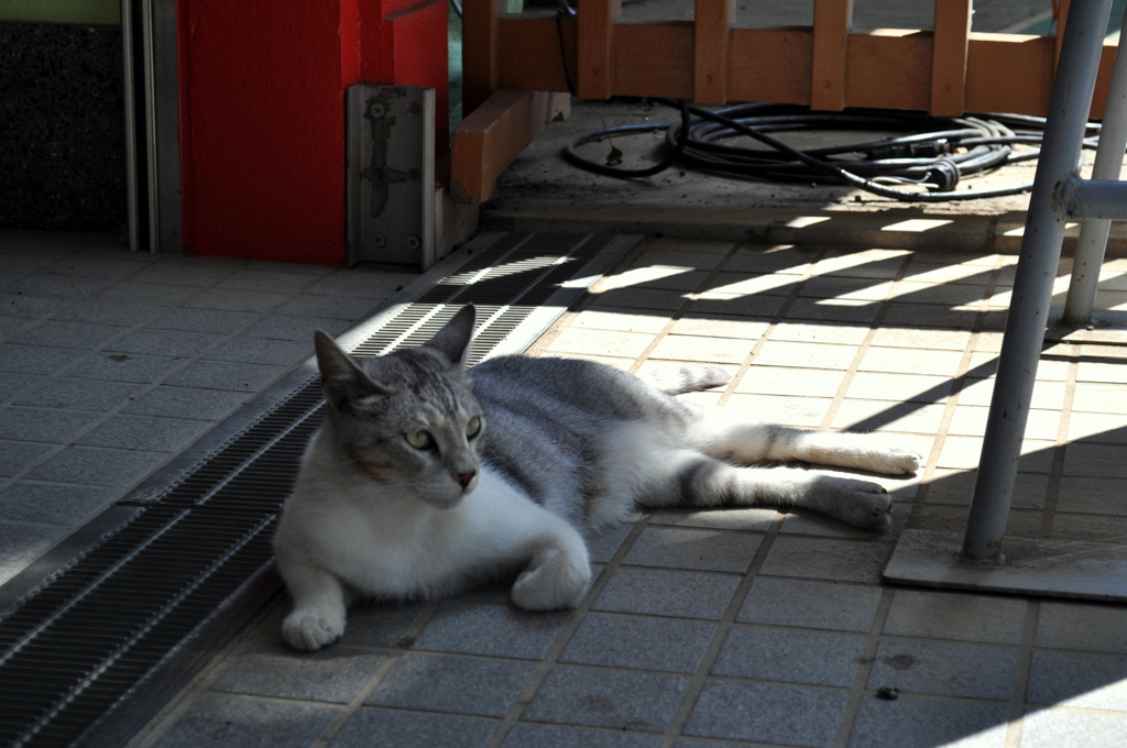 江の島の猫