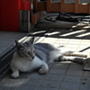 江の島の猫