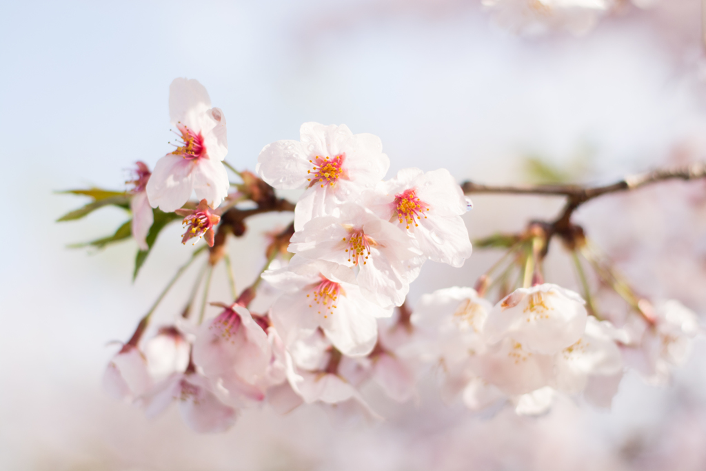 最後の花びら