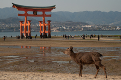 宮島の２大スター