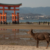 宮島の２大スター