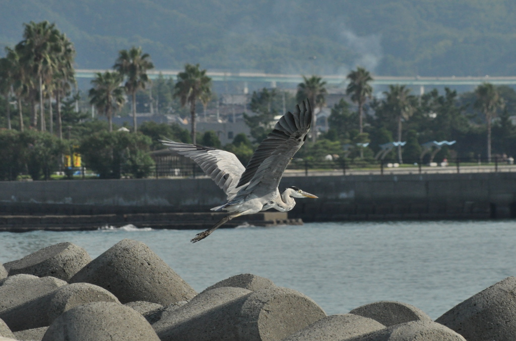 伊予の海空へ