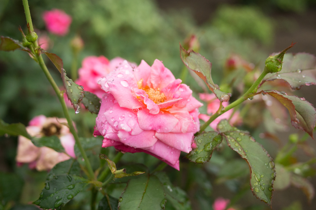 雨に濡れる薔薇