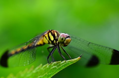 緑の中のトンボ