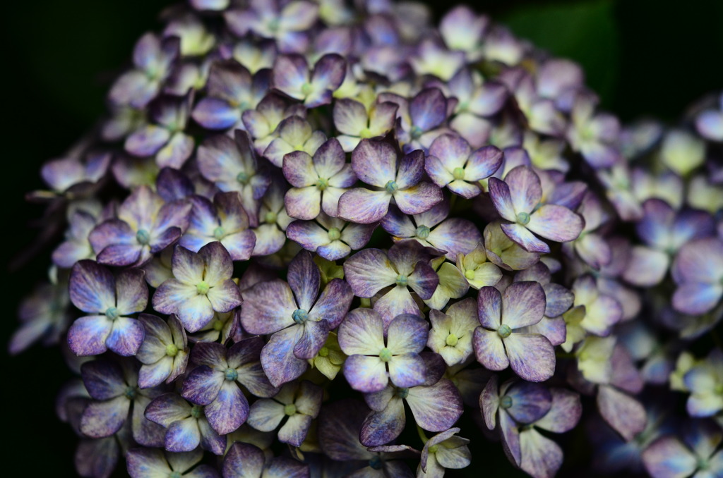 シックな紫陽花