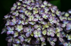 シックな紫陽花