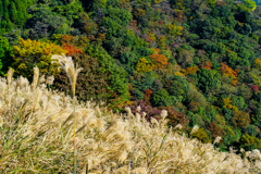 大野山の秋景色