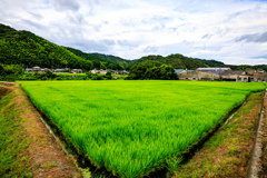 green mat