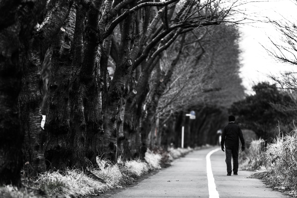 海軍道路の朝 - 冬の桜並木
