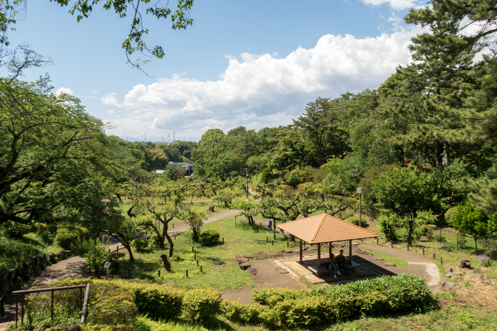 新緑の大倉山梅林公園