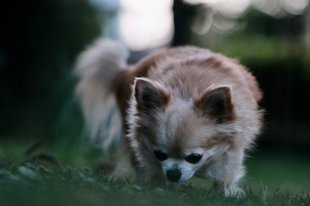 90mmホフク