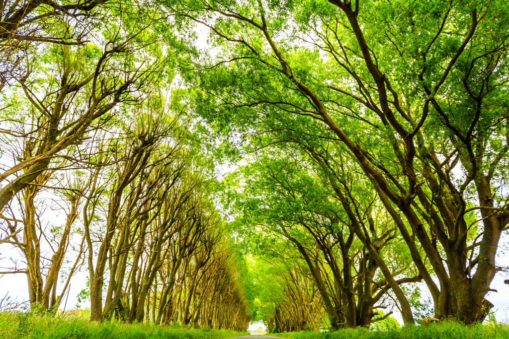 green tunnel