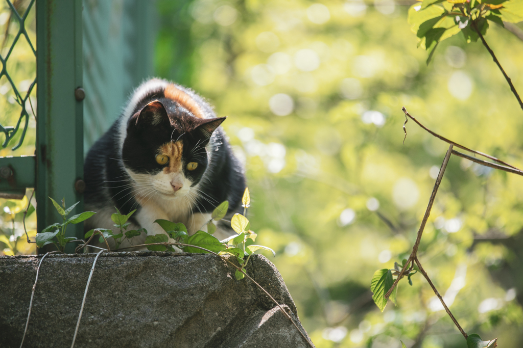 猫さん