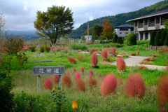 大石公園の花街道