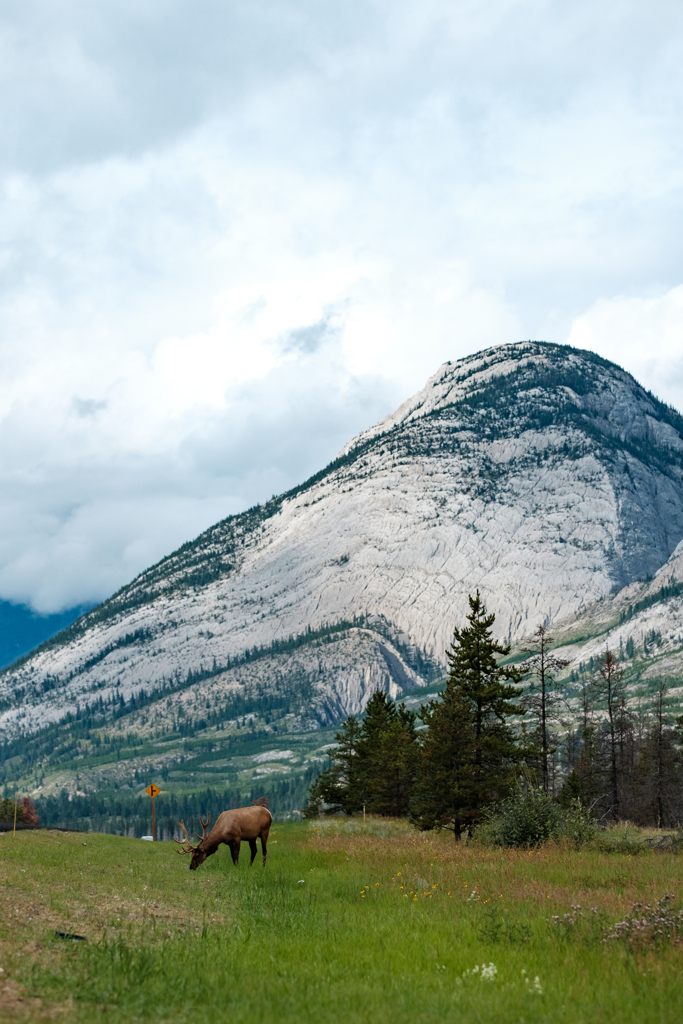 Elk
