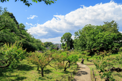 新緑の大倉山梅林公園