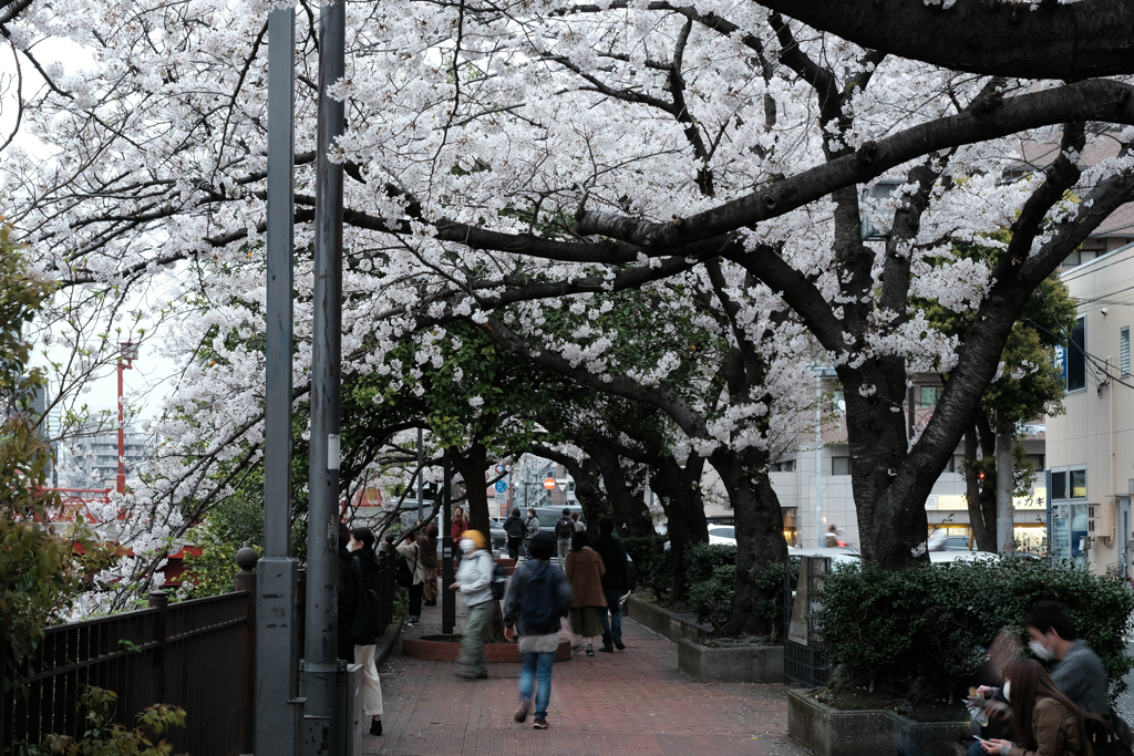 大岡川散歩