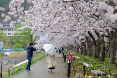 川口湖畔の桜並木