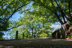 新緑の大倉山梅林公園
