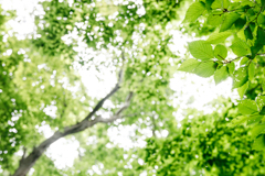 24-70mm Art 作例14【50mm F5.6】