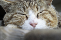 権現山のヌシ猫