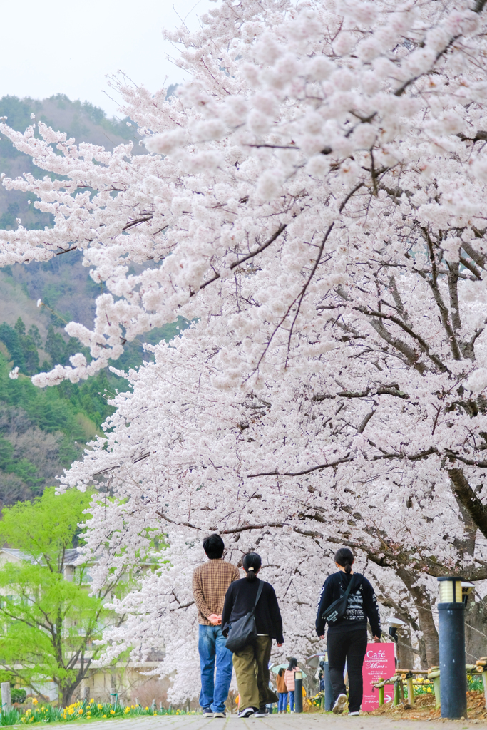 川口湖畔の桜並木