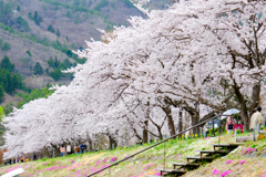 川口湖畔の桜並木