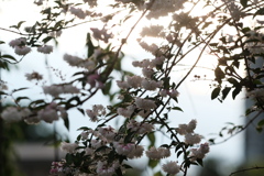 卯の花
