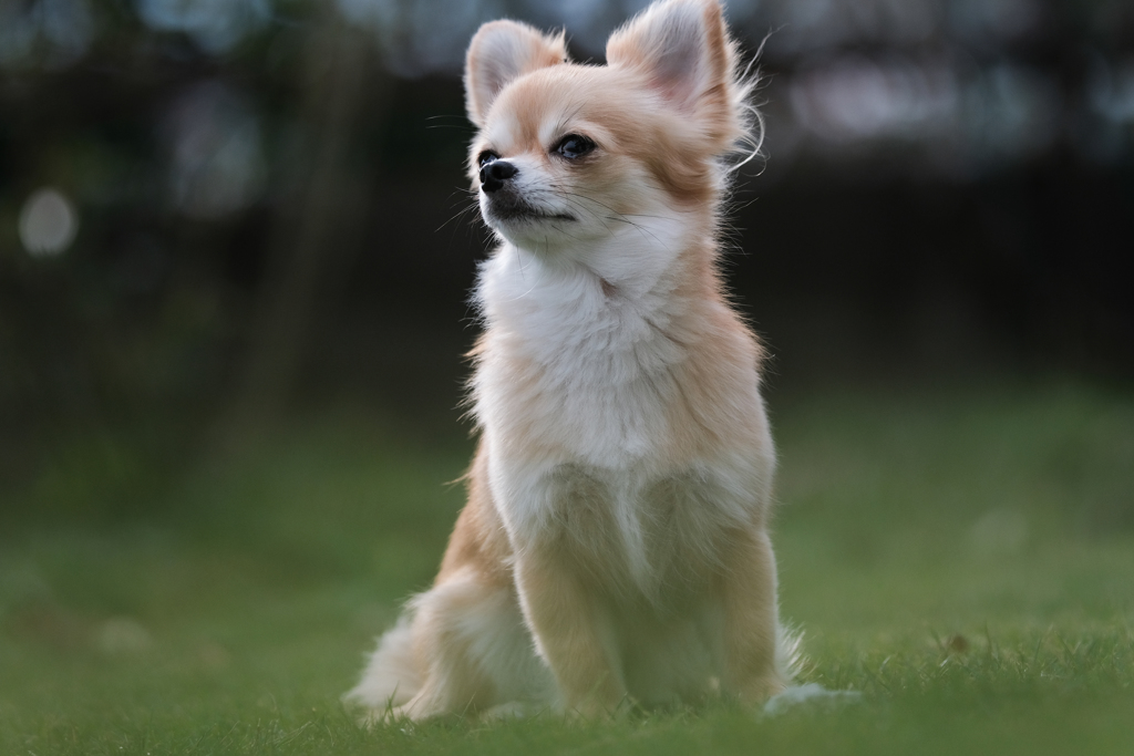 EF70-200mm F2.8L IS II USM with X-T20