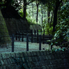 四季の森公園 冬の緑