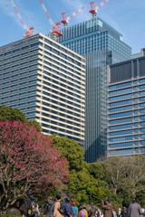 皇居東御苑から見上げる大手町のビル群