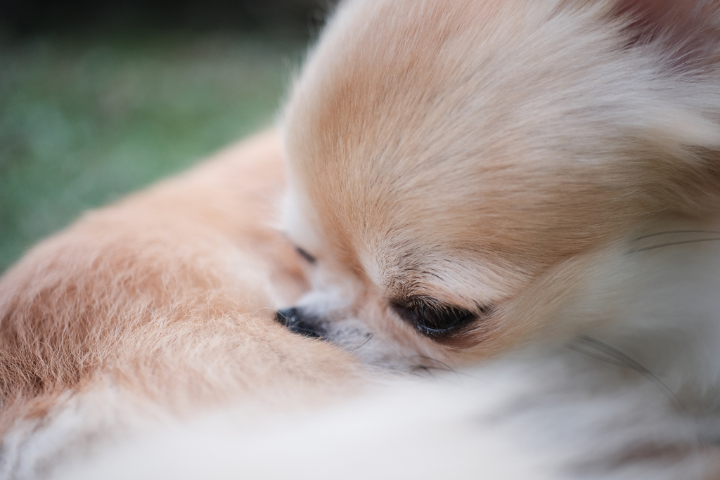 EF-S35mm F2.8 マクロ IS STM with X-T20