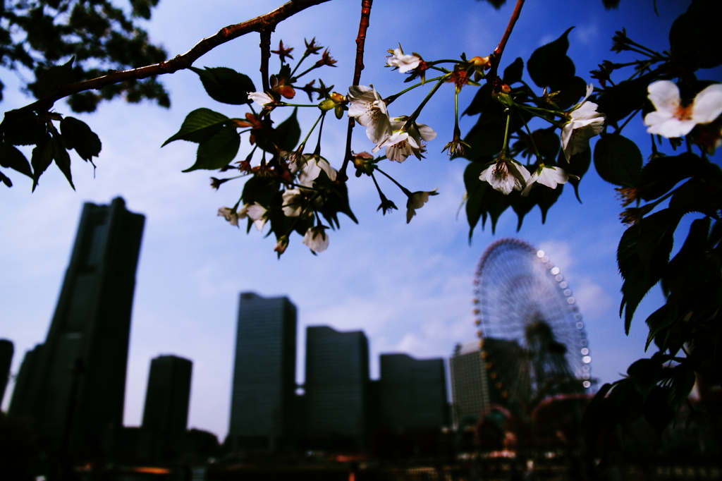 みなとみらいと桜