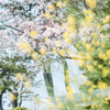 春の真鶴岬
