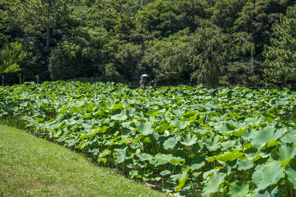 夏の三溪園