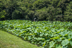 夏の三溪園