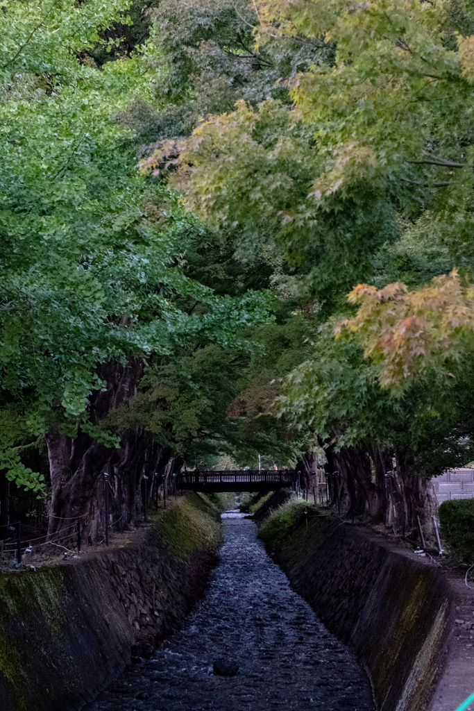 河口湖もみじ回廊